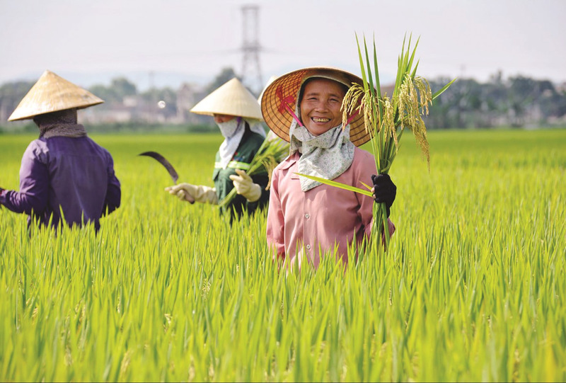 Đài Thơm 8 sau khi được đưa vào sản xuất diện rộng đã đạt được những thành tựu nhất định, theo tin tức nông nghiệp