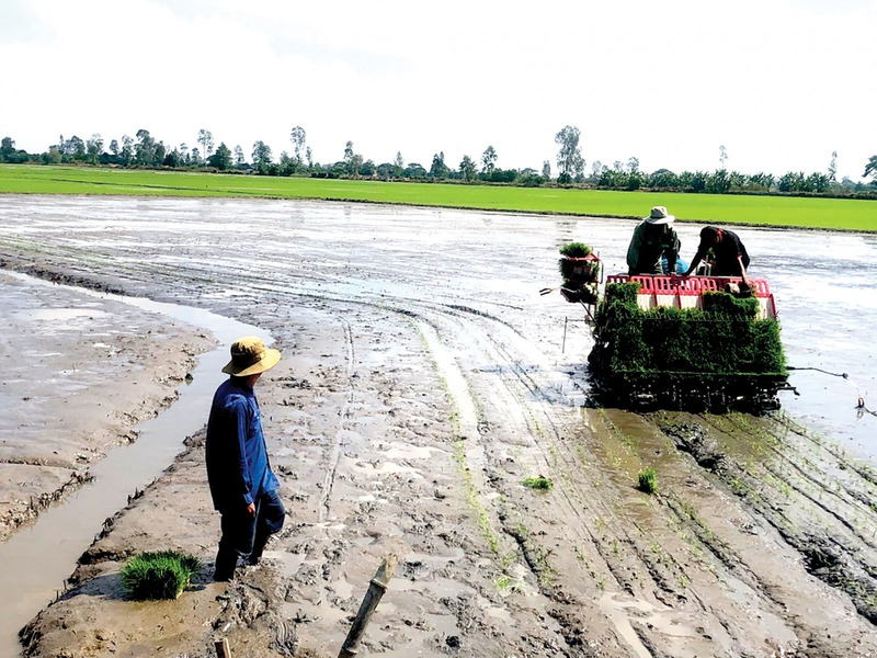Đài Thơm 8 được bà con nông dân ĐBSCL ưa chuộng