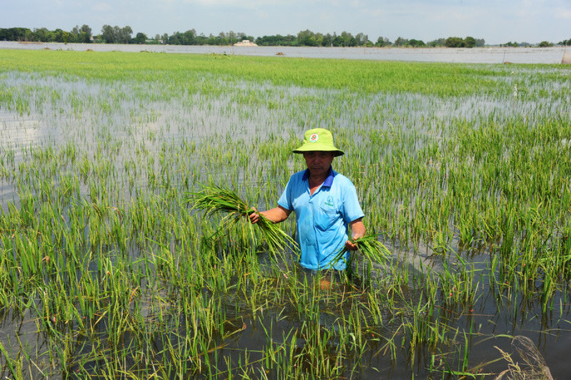 Nông dân sống chung và thích nghi với hạn mặn
