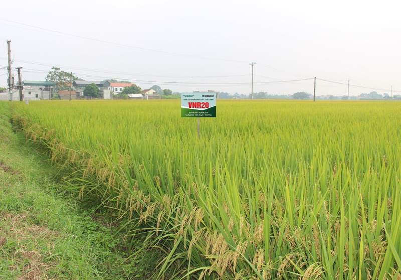 VNR 20 được cho là giống lúa triển vọng mới của Vinarice